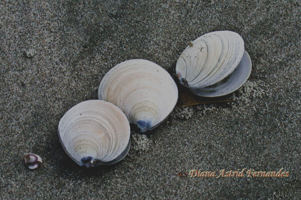 New-Zealand-North-Island-shells-on-Piha-black-sand-beach-Tasman-Coast